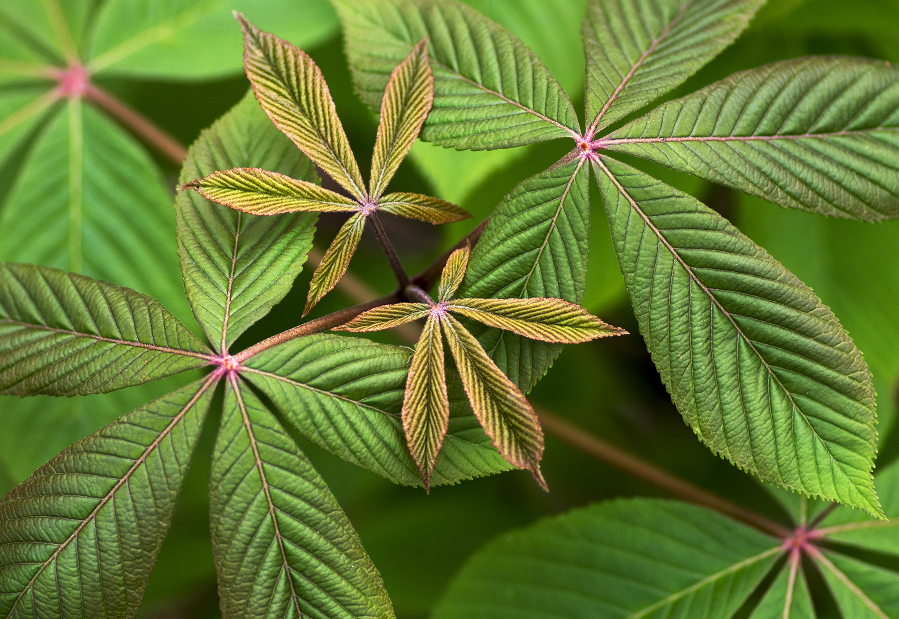 Red Buckeye (Aesculus pavia)