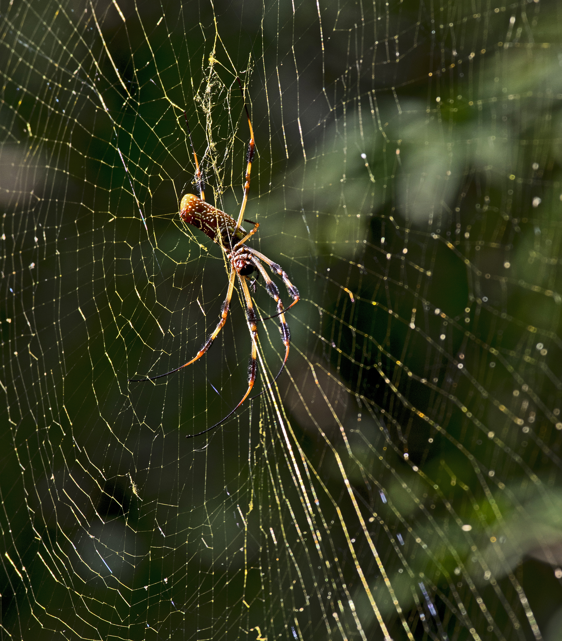 Banana spiders rule! – Louisiana Master Naturalists – Northeast, image size:1896x2160