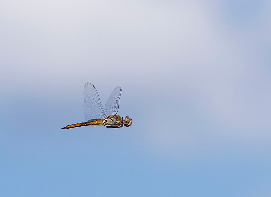 Wandering Glider (Pantala flavescens)