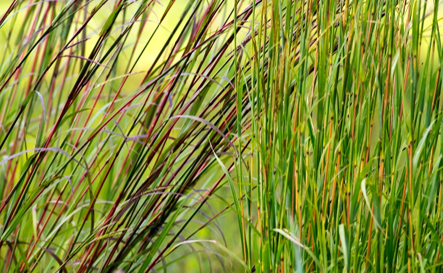 Little Bluestem (red &amp; yellow vars.)