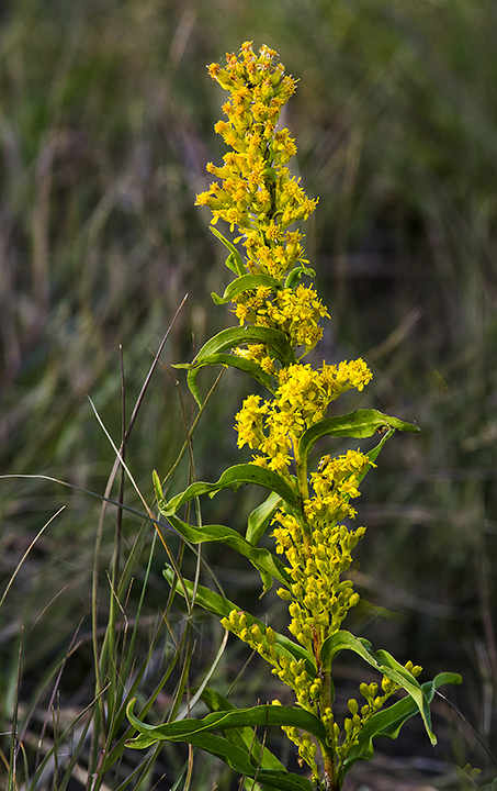 Seaside Goldenrod (Solidago sempervirens)