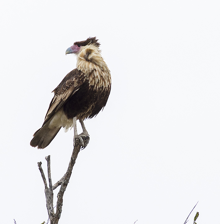 Crested Caracara (Caracara cheriway)