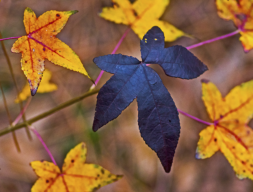 American Sweetgum (Liquidambar styraciflua)