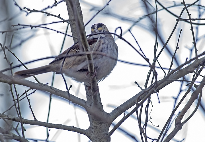 White-Throated Sparrow (Zonotrichia albicollis)