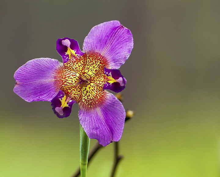 Pinewoods Lily (Alophia drummondii)