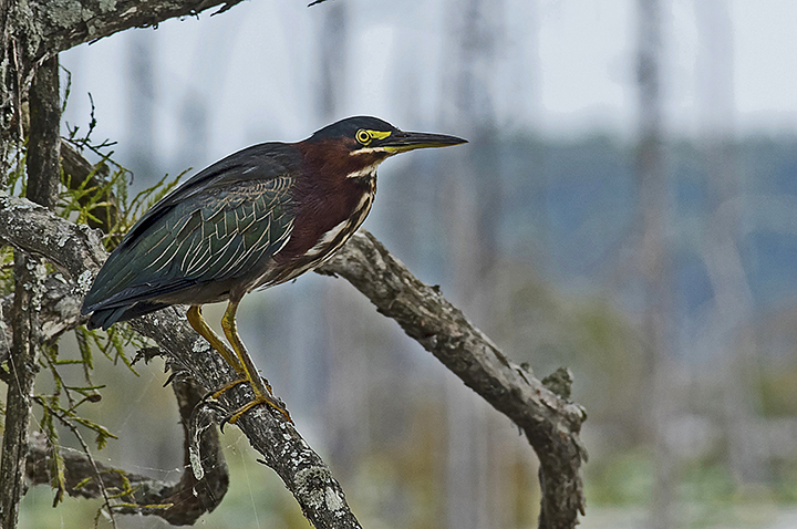 Green Heron (Butorides virescens)