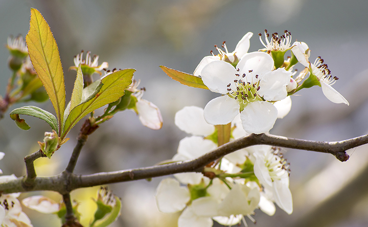 Mayhaw (Crataegus opaca)