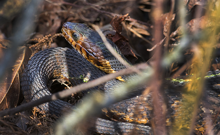 Broad-banded Water Snake (Nerodia fasciata confluens)