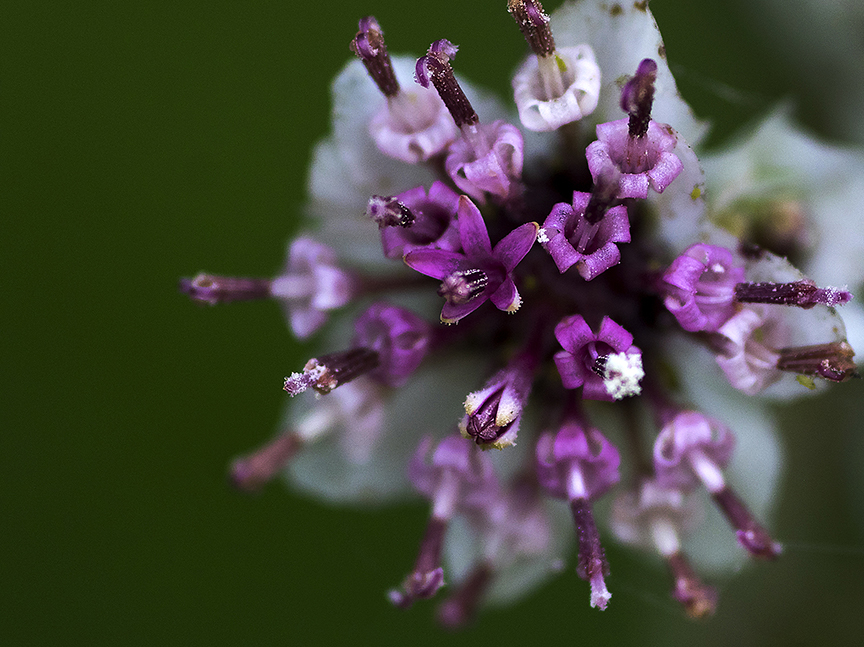 Carolina Woolly White (Hymenopappus scabiosaeus)