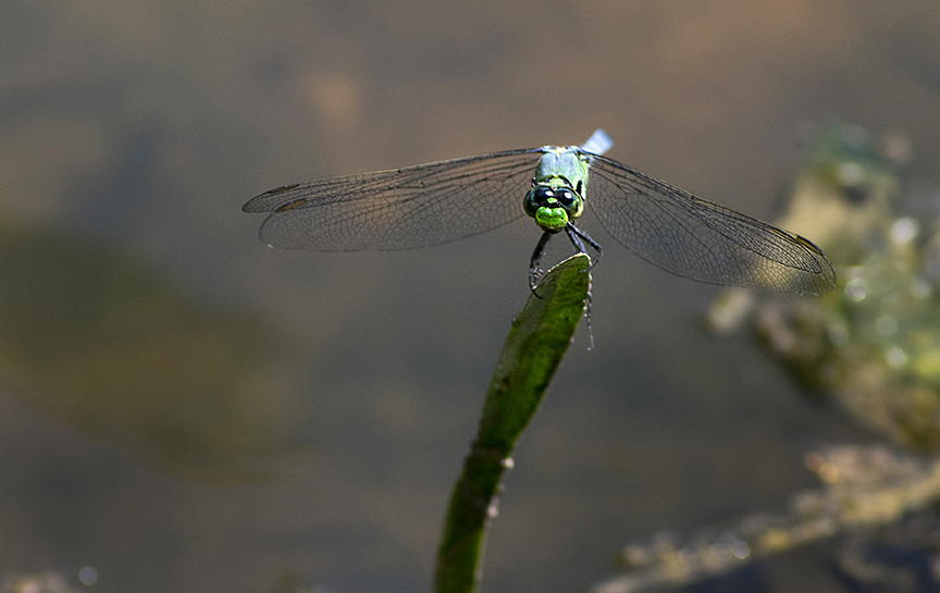 Eastern Pondhawk (Erythemis simplicicolis)