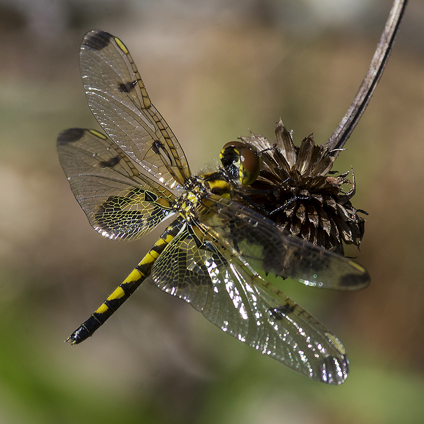 Calico Pennant (Celithemis elisa)