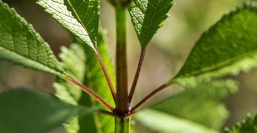 Joe Pye Weed (Eutrochium fistulosum)