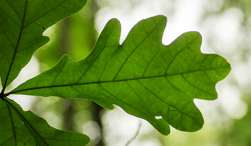 White Oak (Quercus alba)