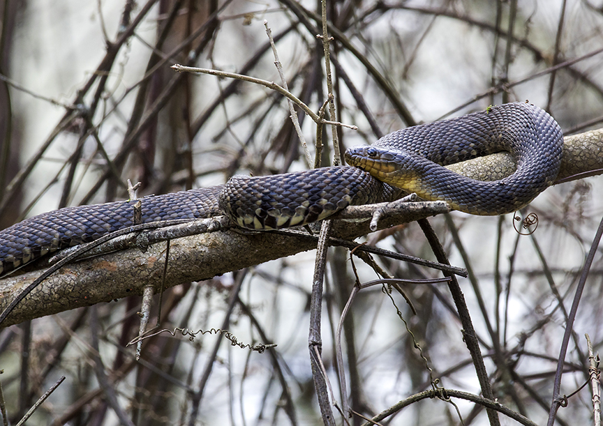 Mississippi Green Water Snake (Nerodia cyclopion)