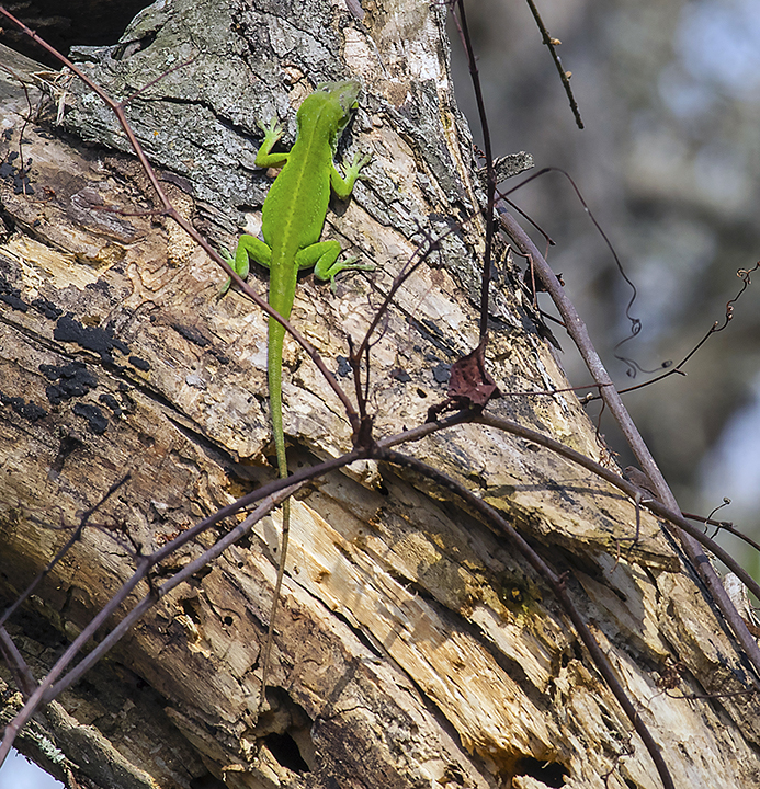 Carolina Anole (Anolis carolinensis)