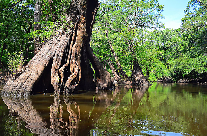 Cypress @ Chemin 10"