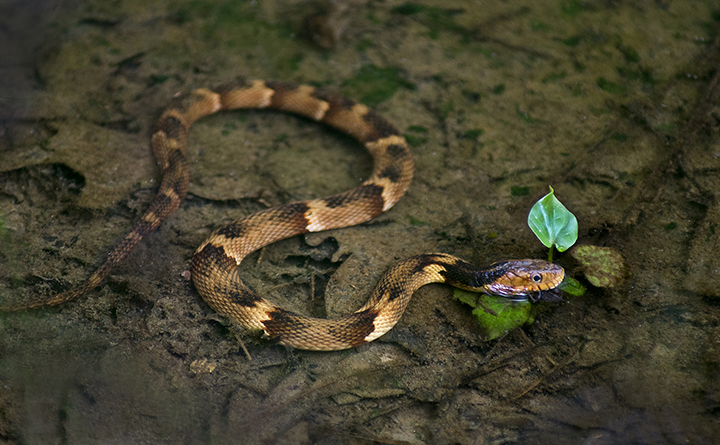 Broadbanded Water Snake (Nerodia fasciata confluens)