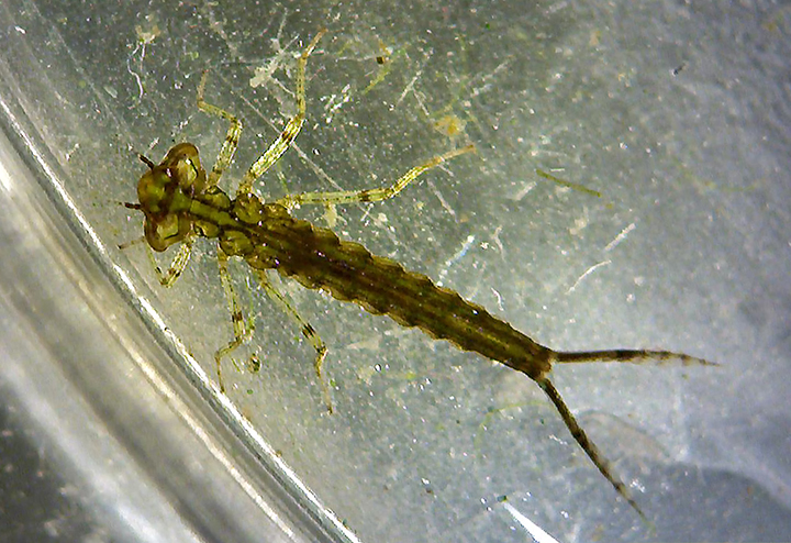 damselfly naiad 72-10