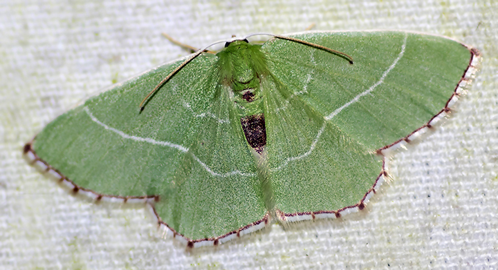 Red-patched Emerald (Nemoria saturiba)
