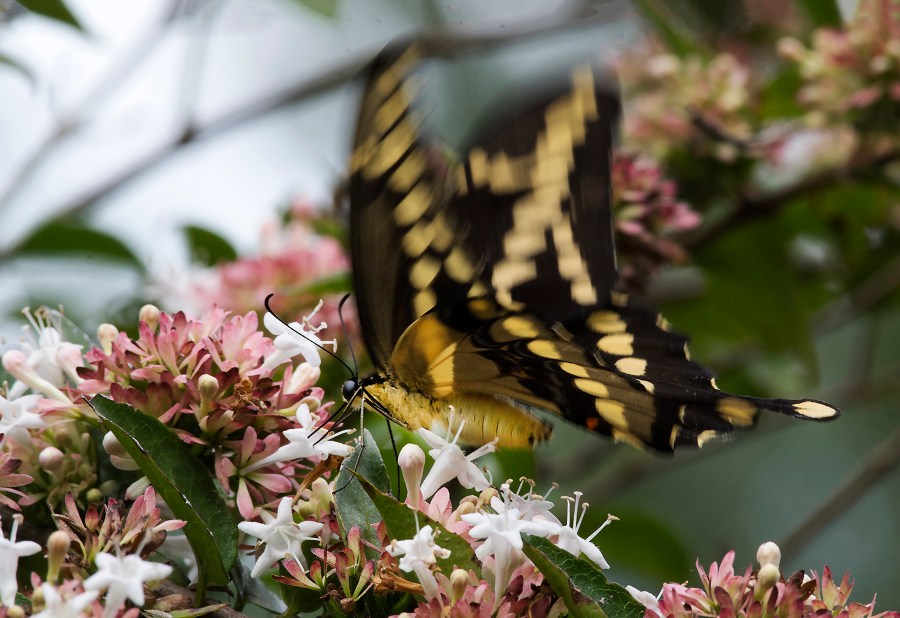 Giant Swallowtail (Papilio cresphontes)
