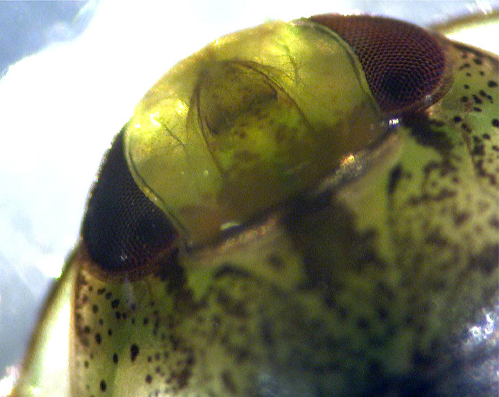 red-eyed beetle 72-10