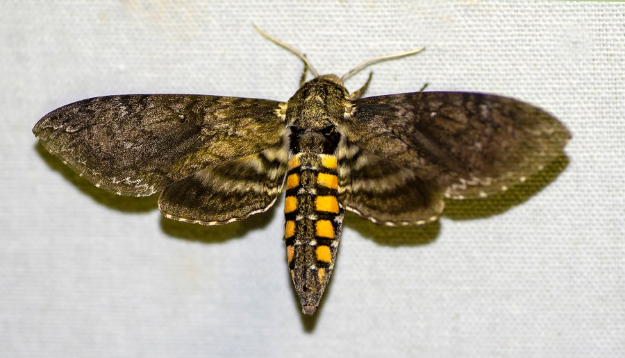 Carolina Sphinx (Manduca sexta)