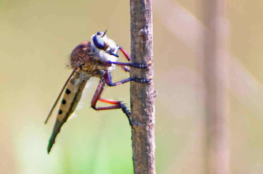 Indiana Robber Fly (Promachus hinei) (female
