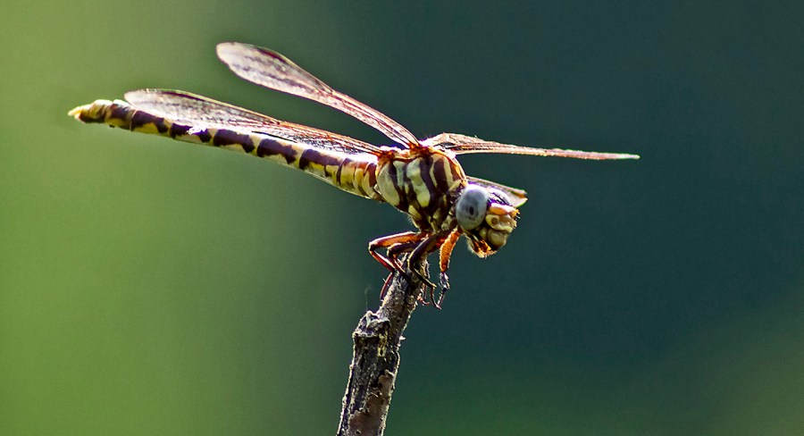 Common Sanddragon (Progomphus obscurus) (female)
