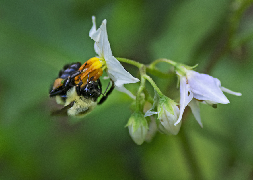 Horse Nettle (Solanum carolinense) w bee