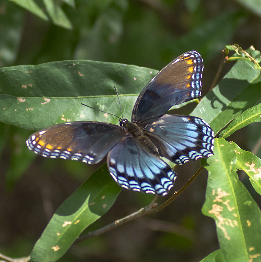 Red-spotted Purple