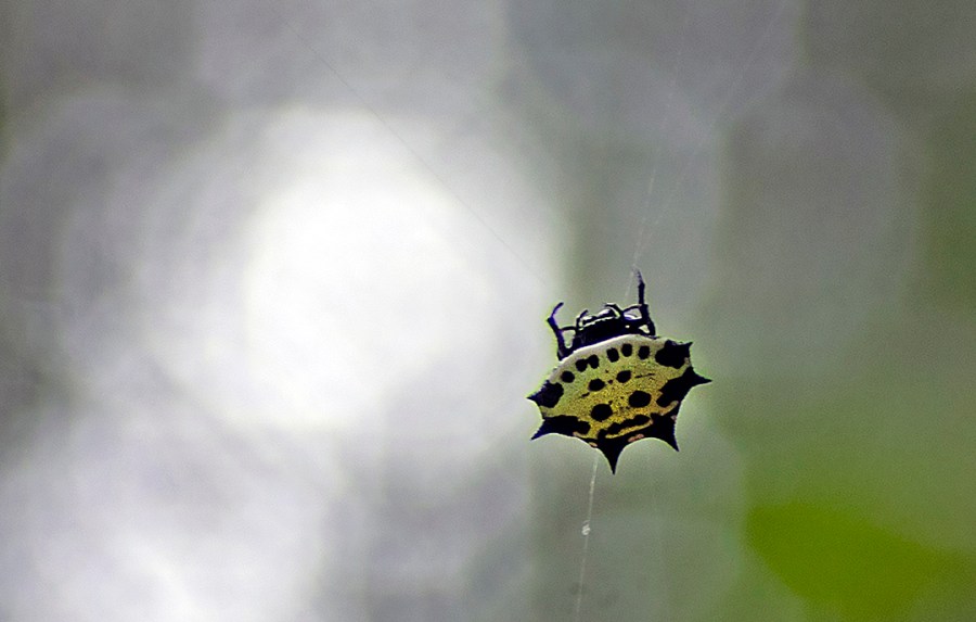 Spinybacked Orbweaver (Gasteracantha cancriformis)