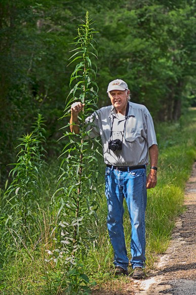 Wild Lettuce (Lactuca ludoviciana)