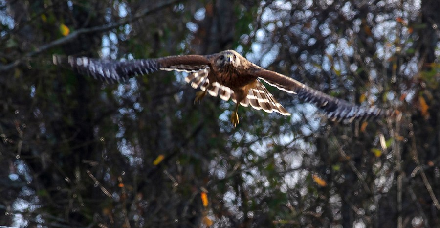 Red-shouldered Hawk (Buteo lineatus)