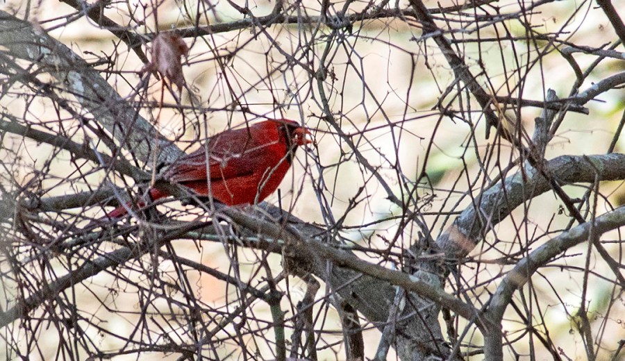 Northern Cardinal (Cardinalis cardinalis)