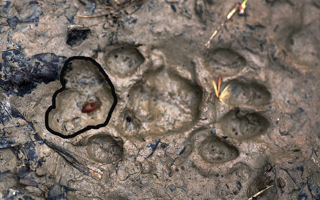 IMGP7882 outlined 72-15