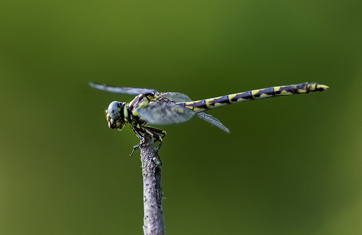 Common Sanddragon (Progomphus obscurus) (male)
