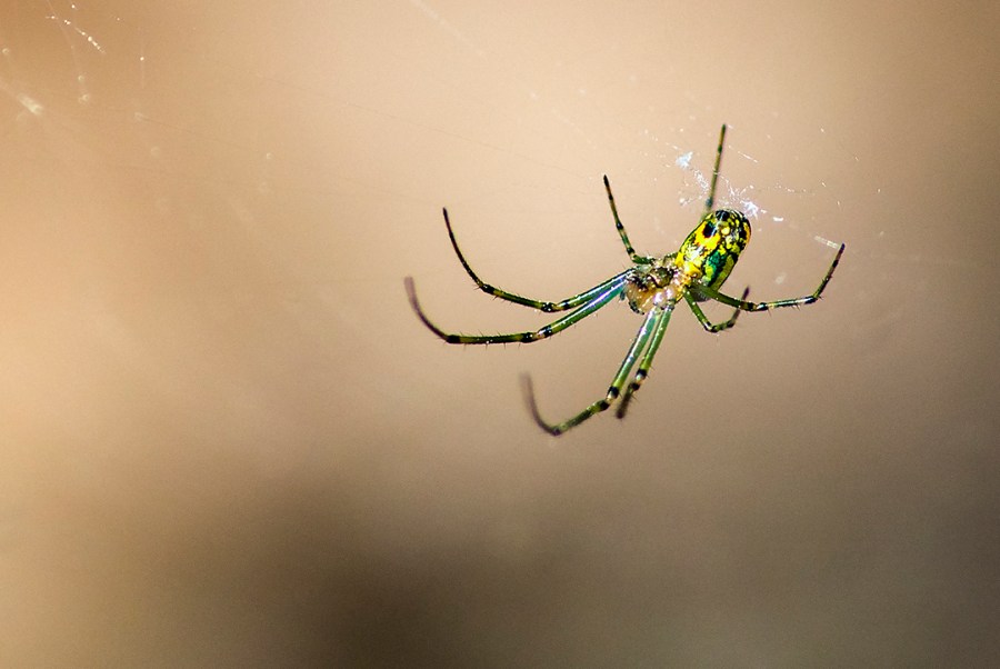 IMGP9405 72-15 flipped