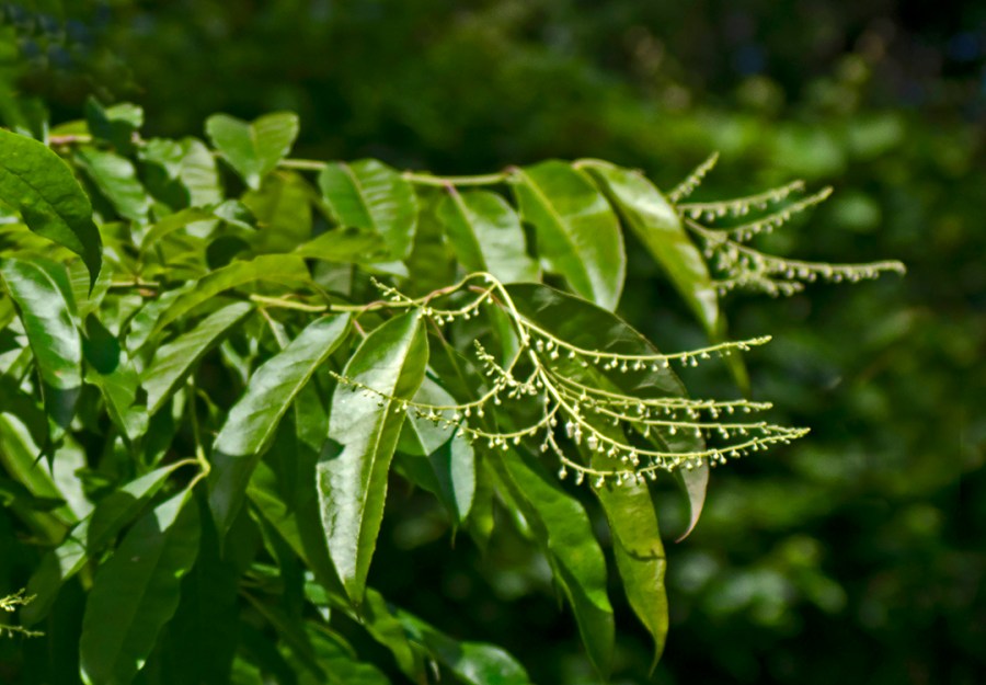 Sourwood (Oxydendrum arboreum)