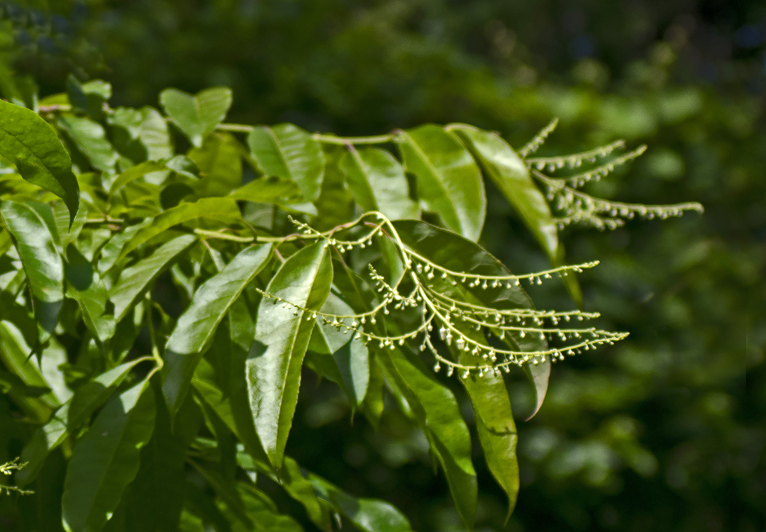 Sourwood (Oxydendrum arboreum)