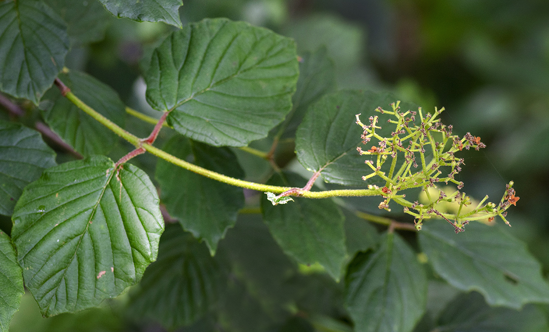 Arrowwood (Viburnum dentatum)
