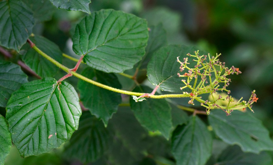 Arrowwood (Viburnum dentatum)