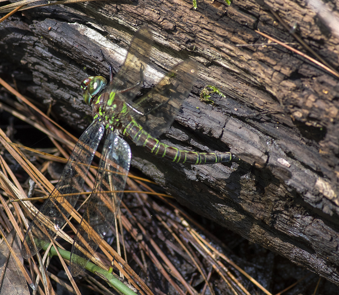 Swamp Darner (Epiaeschna heros) (female)