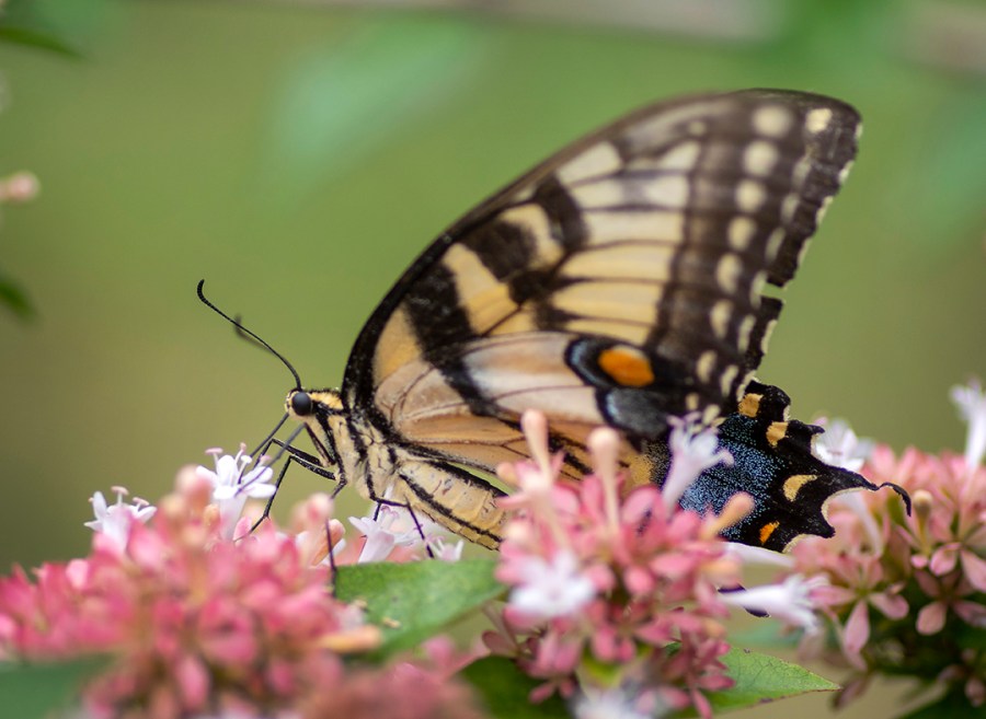 Tiger Swallowtail (Papilio glaucus)