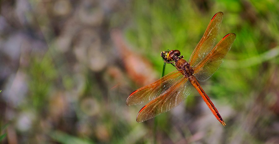 Golden-winged Skimmer (Libellula auripennis)