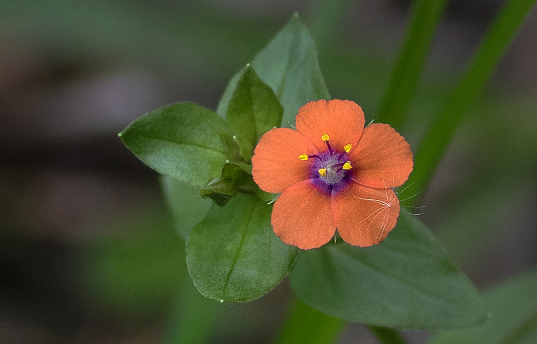 Scarlet Pimpernel