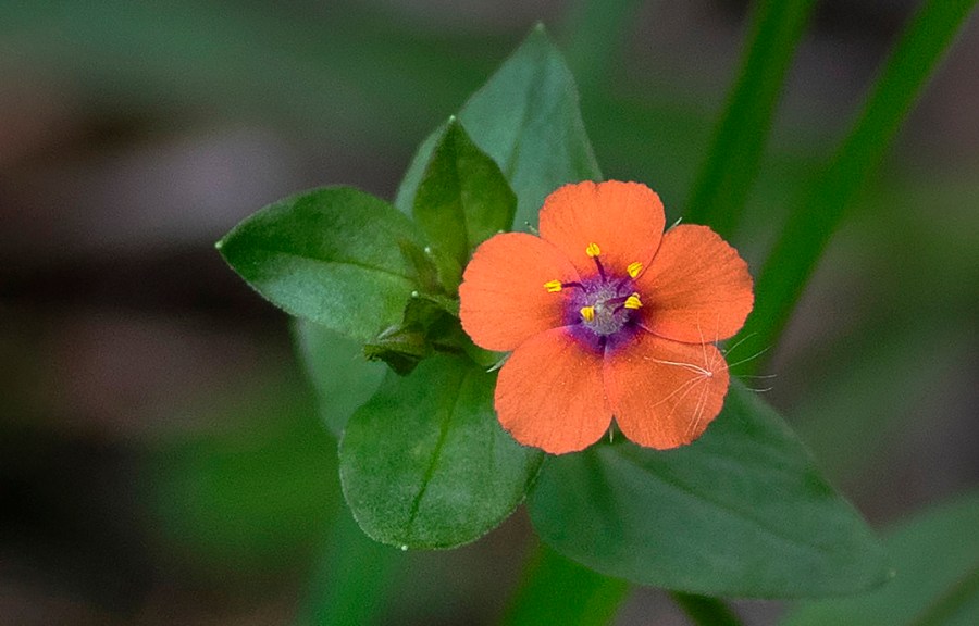 Scarlet Pimpernel