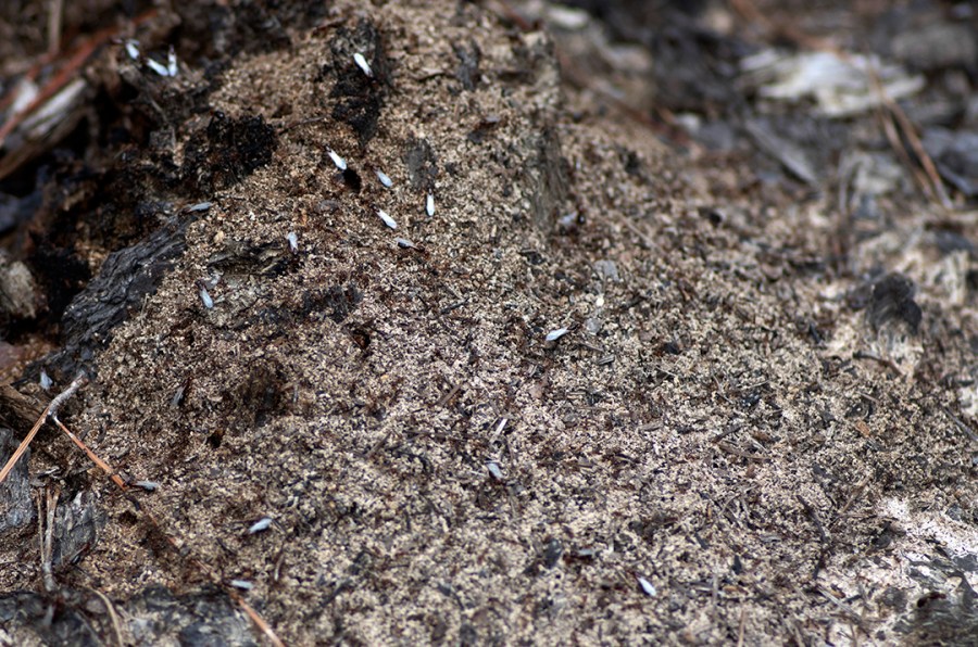 Swarming Fire Ants