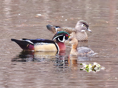 Wood duck and drake with Pie-billed Grebe