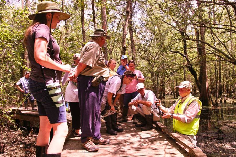 Louisiana Master Naturalists Northeast at a Herpetology Workshop with ULM Prof. Emeritus John L. Carr showing a Mississippi Green Watersnake at Black Bayou Lake National Wildlife Refuge.