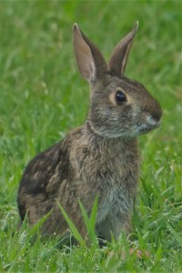 A perky Swamp Rabbit sitting upright in lush grass